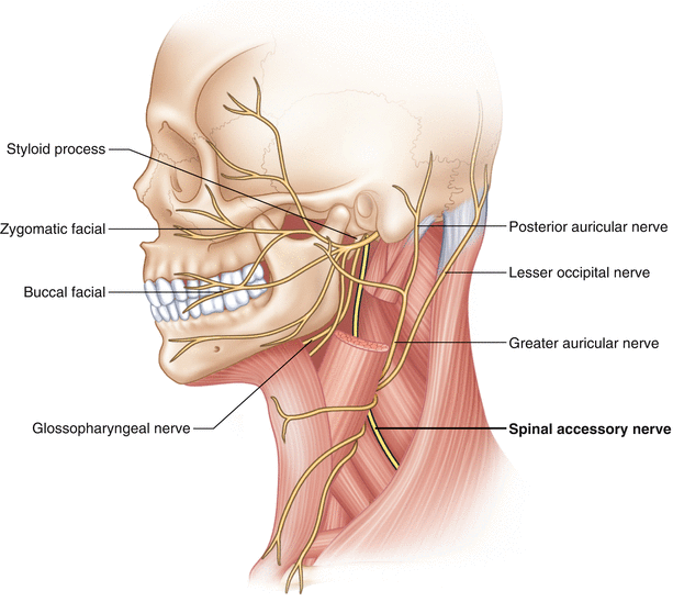 Everything You Need to Know About the Spinal Accessory Nerve